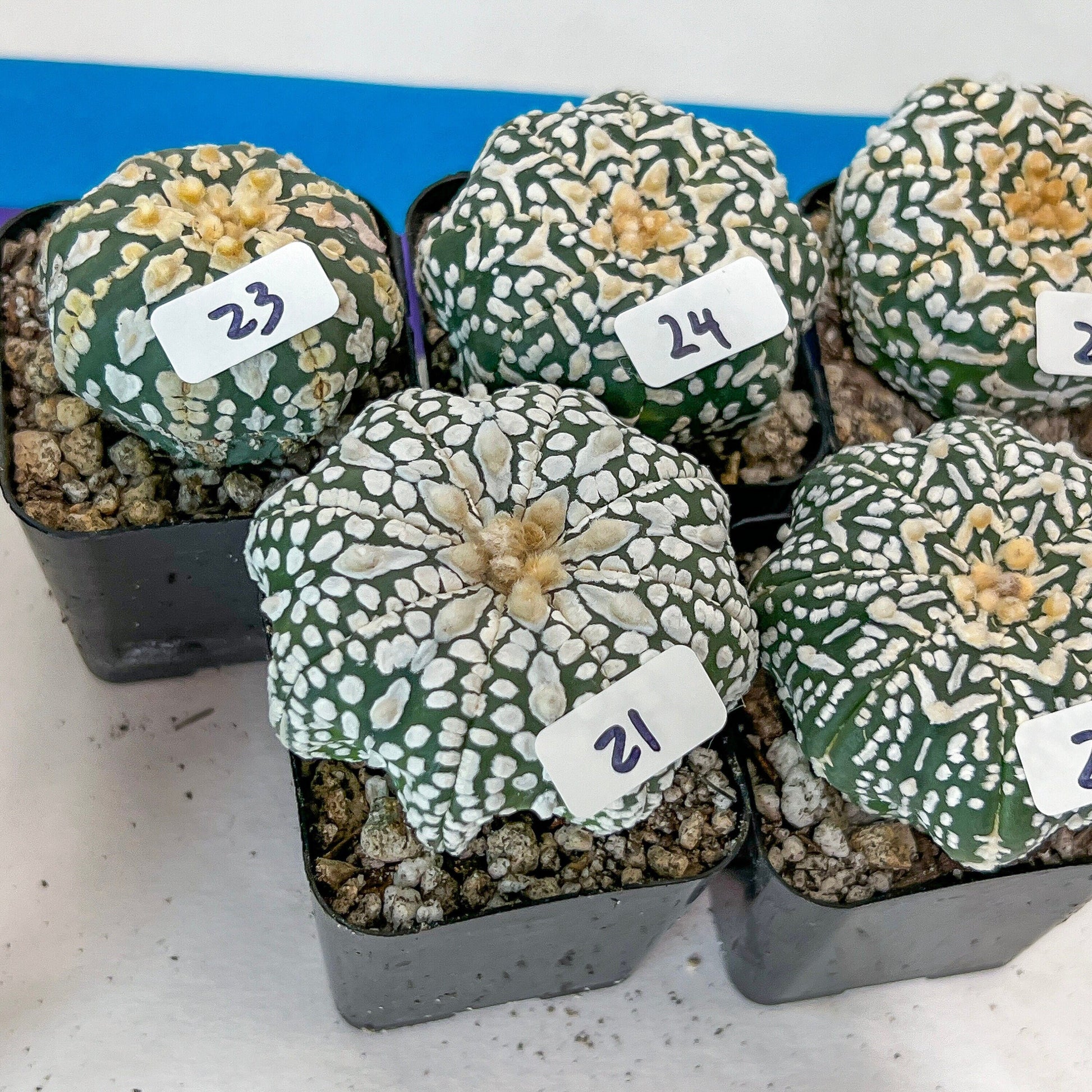 V-type Cactus Astro (#Te16~30) | Rare From Japan | succulent Cactus | In 2Inch Planter