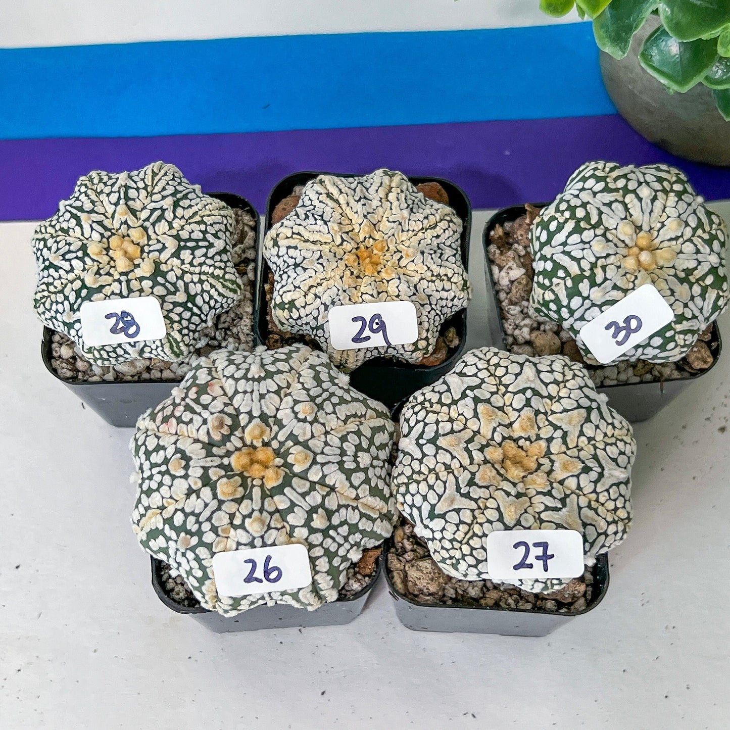 V-type Cactus Astro (#Te16~30) | Rare From Japan | succulent Cactus | In 2Inch Planter