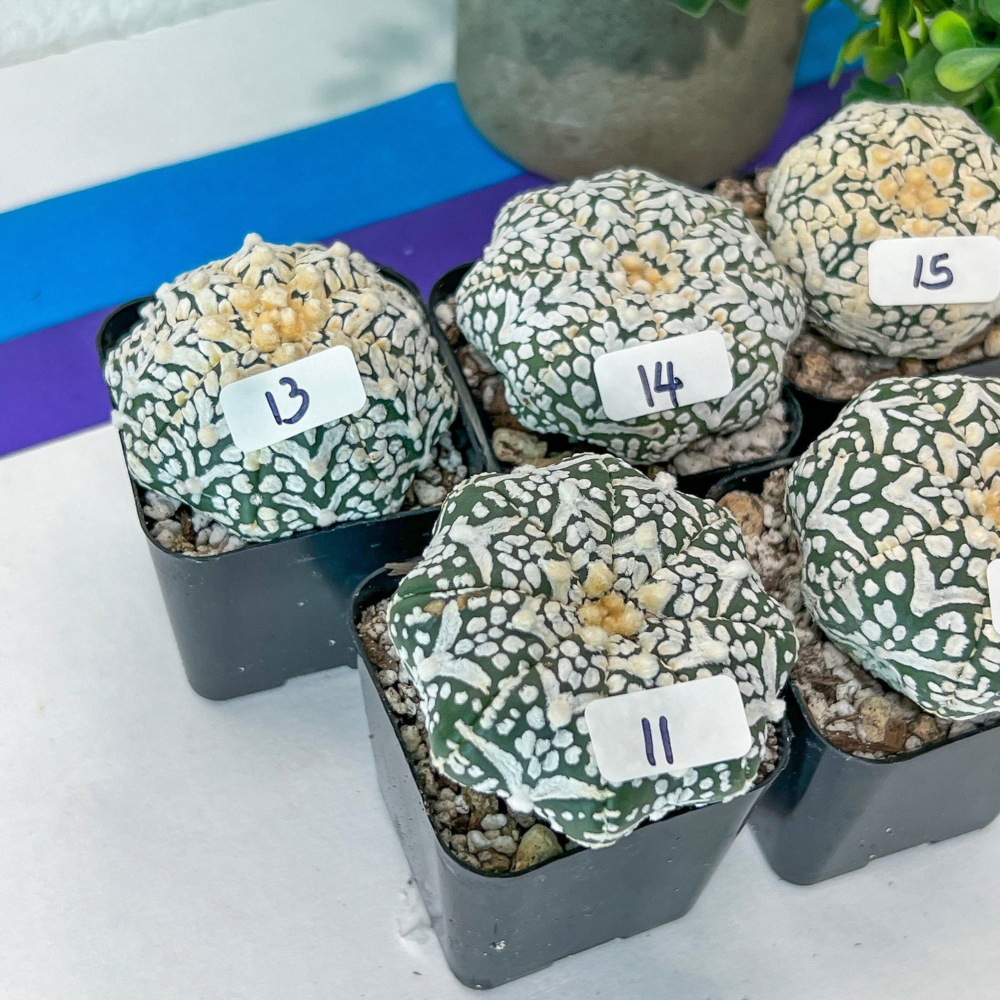 V-type Cactus Astro (#Te1~15) | Rare From Japan | succulent Cactus | 2Inch Planter