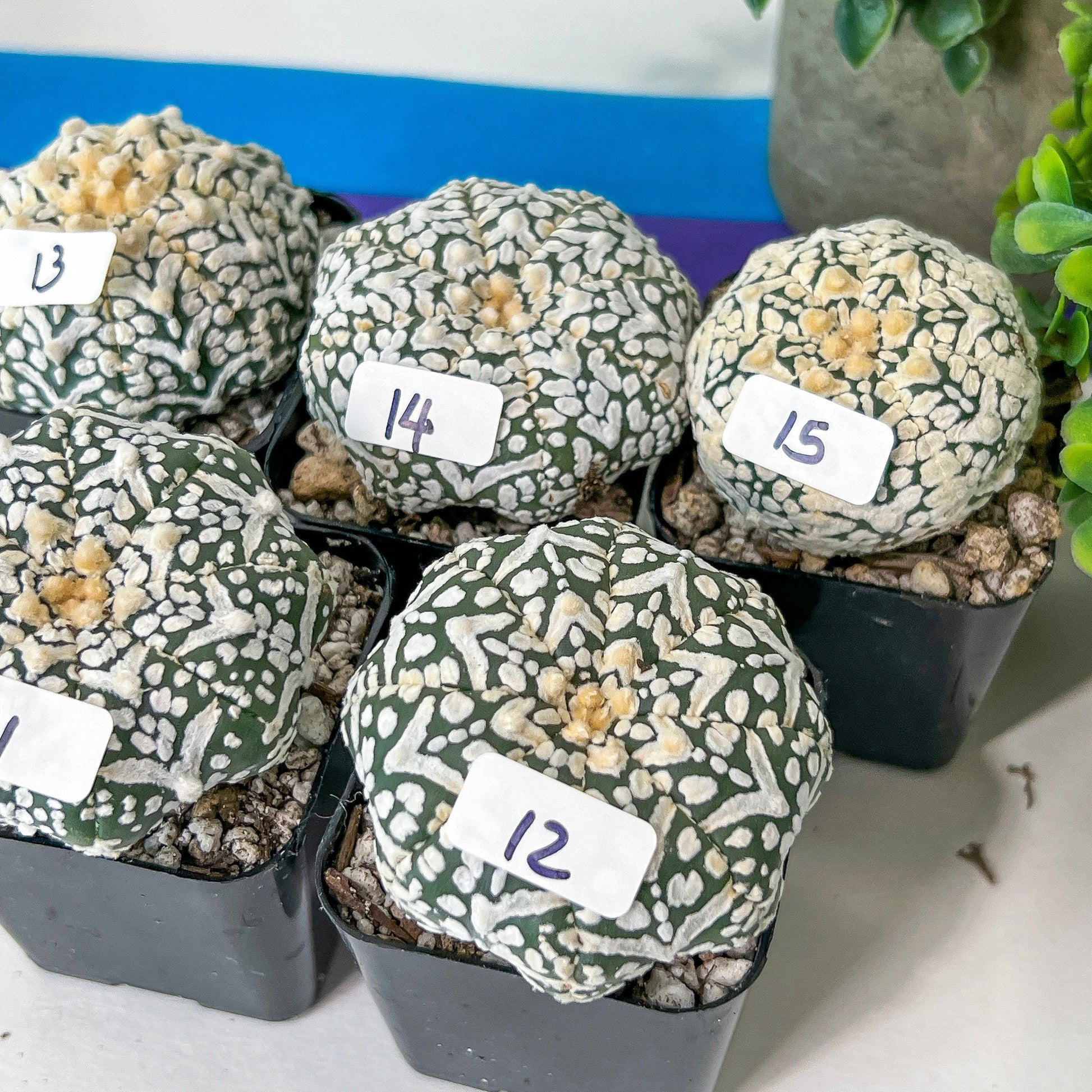 V-type Cactus Astro (#Te1~15) | Rare From Japan | succulent Cactus | 2Inch Planter
