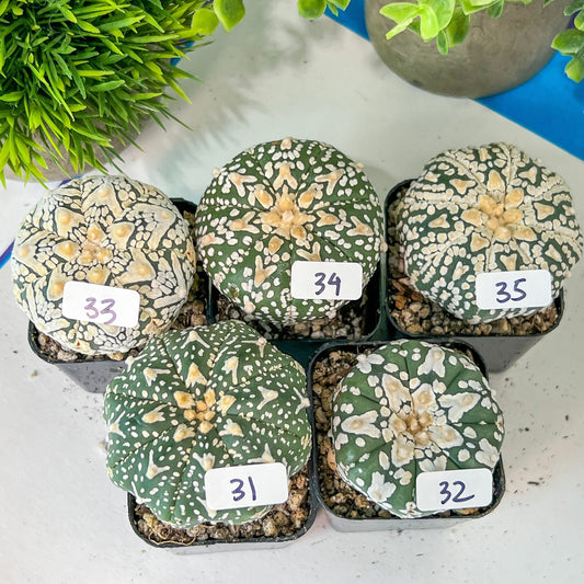 V-type Cactus Astro (#TD31~45) | Rare From Japan | Myriostigma succulent| In 2Inch Planter