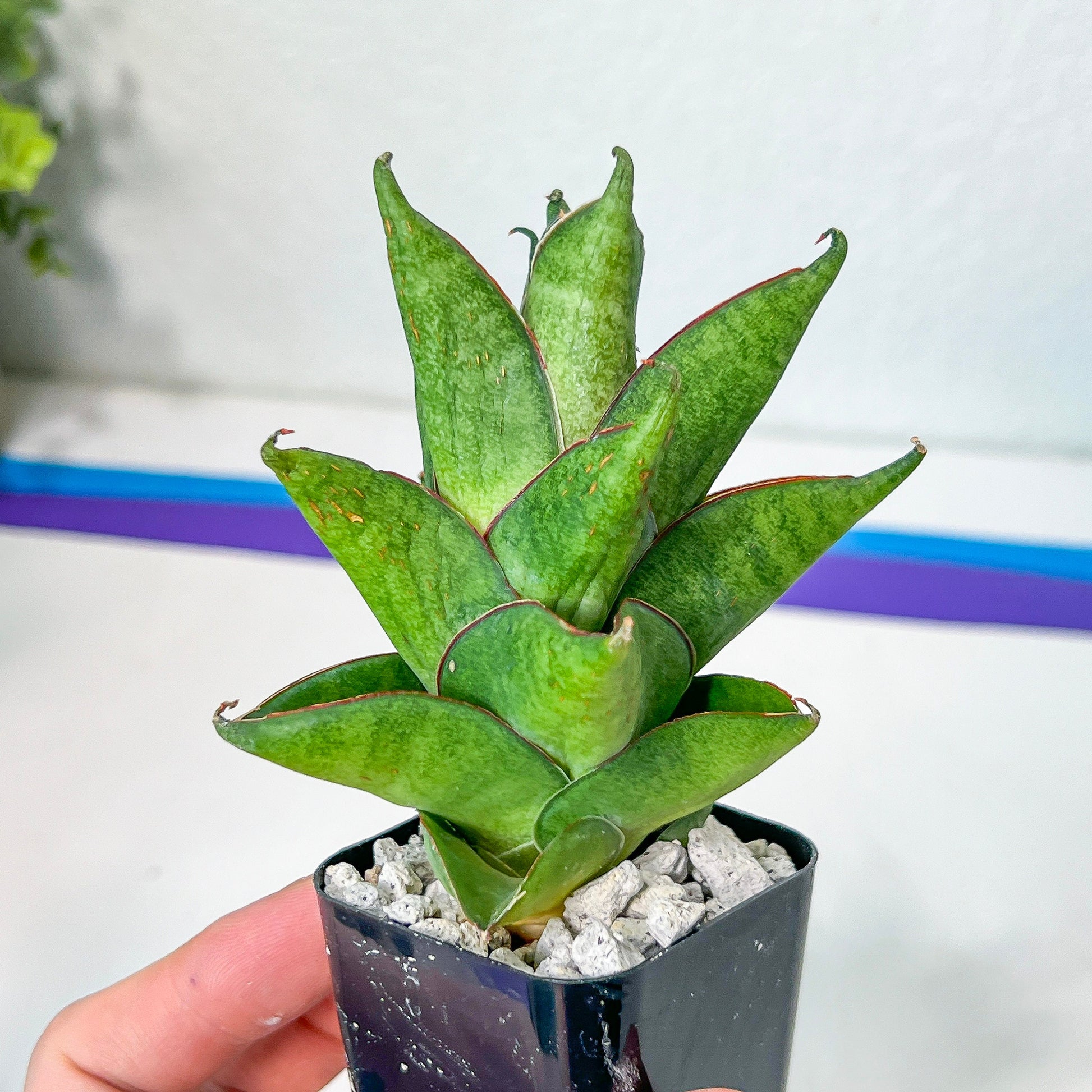 Sansevieria Olympus (#AC16) | Imported Snake plant | 2" Planter