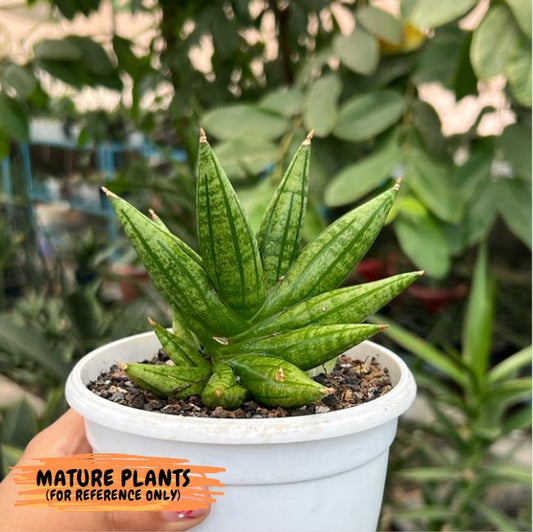 Sansevieria Ming Manee (#AC17) | Imported House Plants | Snake plant | 2" Planter