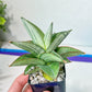 Sansevieria Ice Thorn (#AC28) | Extremely Rare Imported Plant | 2" planter