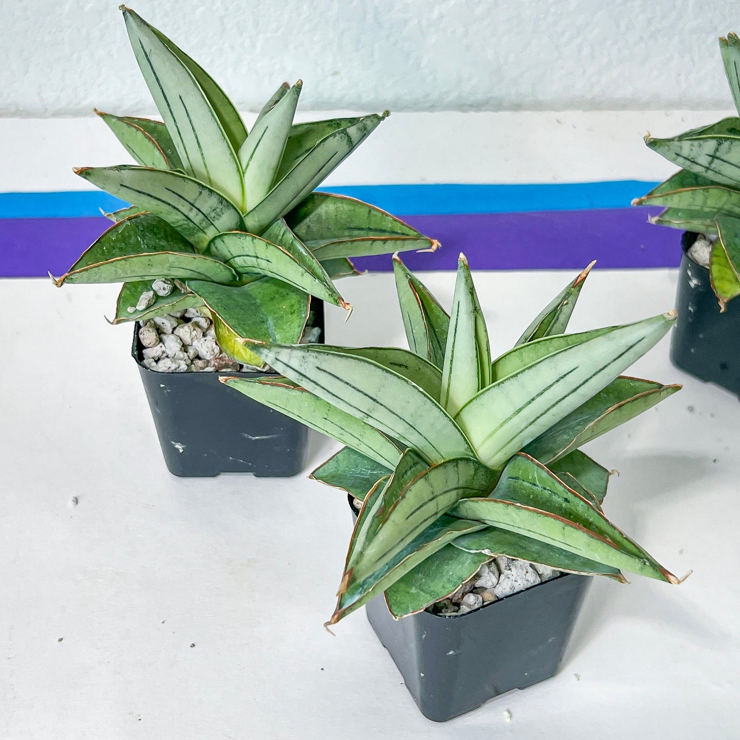 Sansevieria Ice Thorn (#AC28) | Extremely Rare Imported Plant | 2" planter