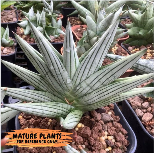 Sansevieria Jupiter (#AC10) | Imported Snake Plants
