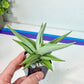 Sansevieria Chanin (#AC29) | Imported House Plants | Indoor Snake plant