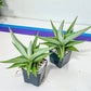 Sansevieria Chanin (#AC29) | Imported House Plants | Indoor Snake plant