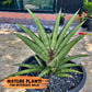 Sansevieria Ravana (#AC11) | Rare Imported House Plants | Rare Hybrids | 2" Pot