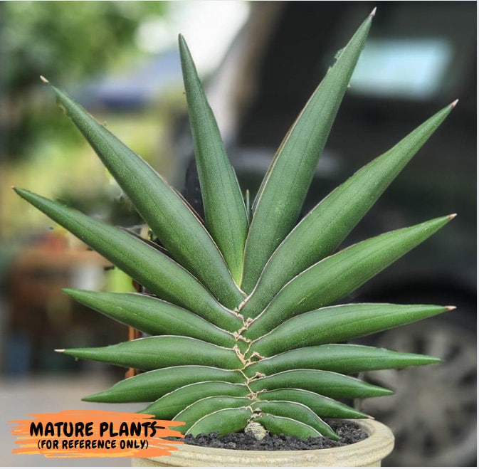 Sansevieria Sawasdee (ca2) (3) | Rare Snake Plant