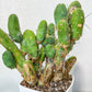 15+ Yrs Old Cereus Bridgesii Monstrose (#1~2) | Penis Cactus | Mango Cactus