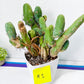 15+ Yrs Old Cereus Bridgesii Monstrose (#1~2) | Penis Cactus | Mango Cactus