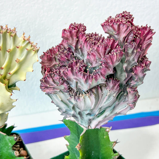 Lactea Crested Grafted Pink/White (#1) | Imported | Mermaid Fin Plant