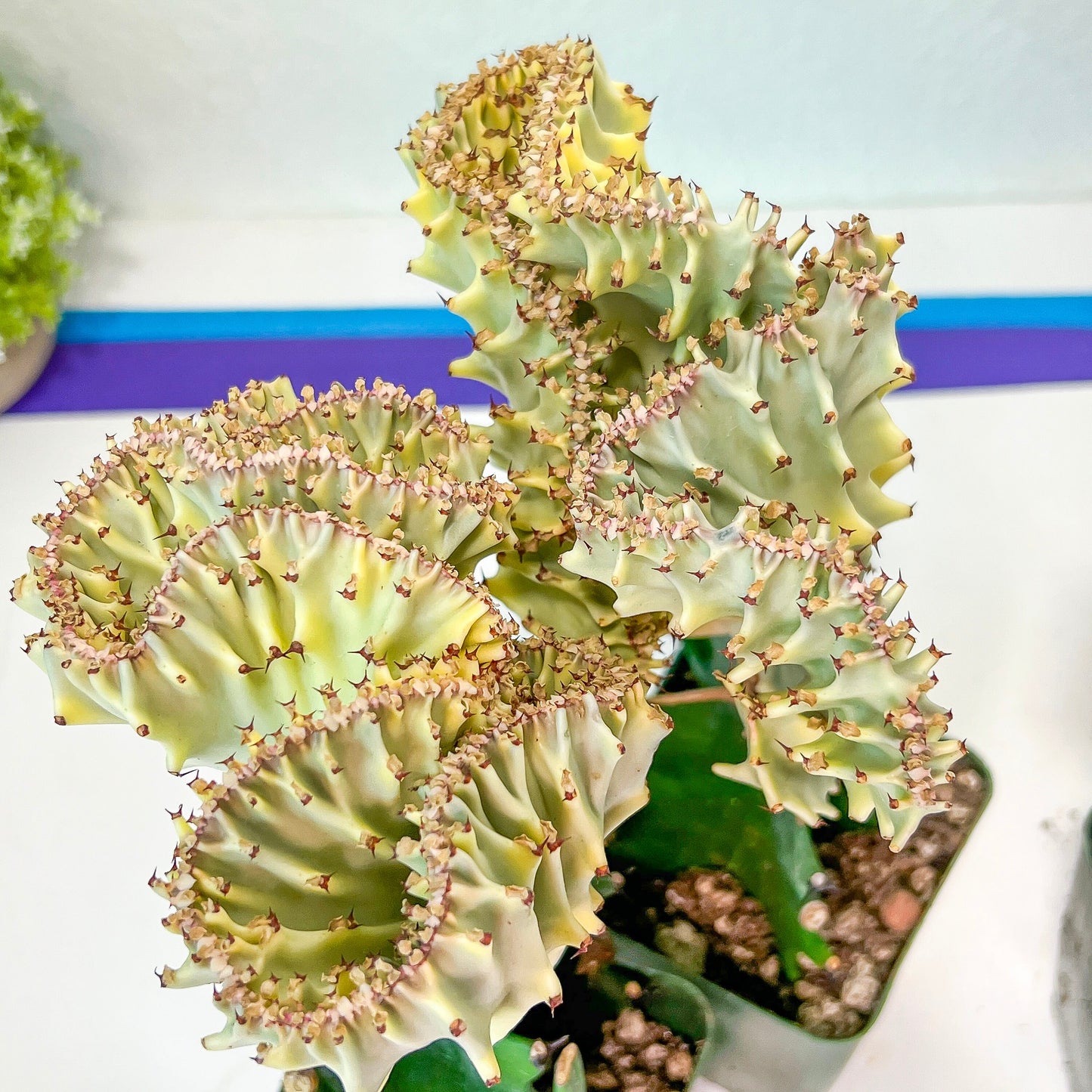 Large Lactea Crested Grafted (#M2) | Imported | Mermaid Fin Plant