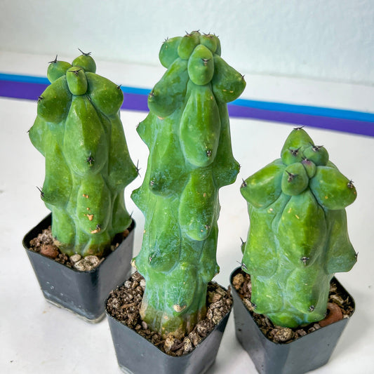 Myrtillocactus Geometrizans Fukurokuryuzinboku (#M1) | Bobbie Cactus | Breast Cactus