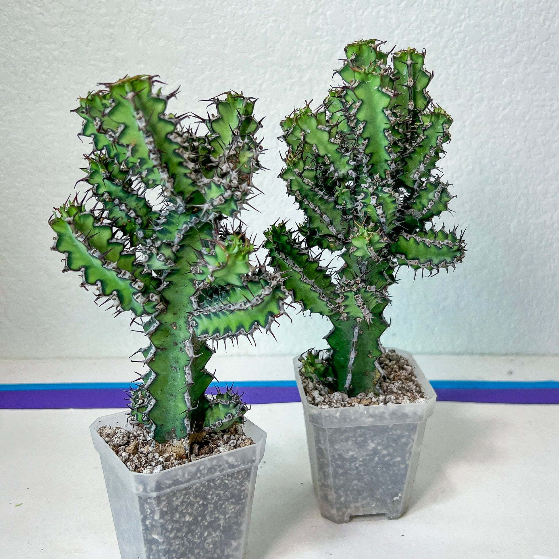 Cactus Petraea S.Carter (#M2) | Succulent Cactus | Beautiful Plant | Imported