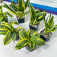 Sansevieria Trifasciata Japanese Twister (#RA5) | Imported Plants | 2" Planter