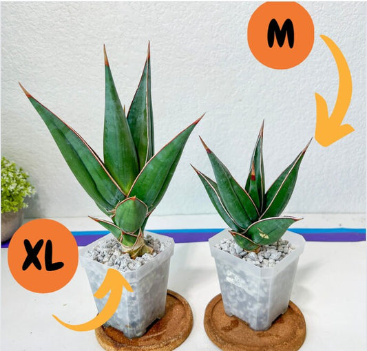 Sansevieria Pinguicula (#H3) | Walking Sansevieria | Imported