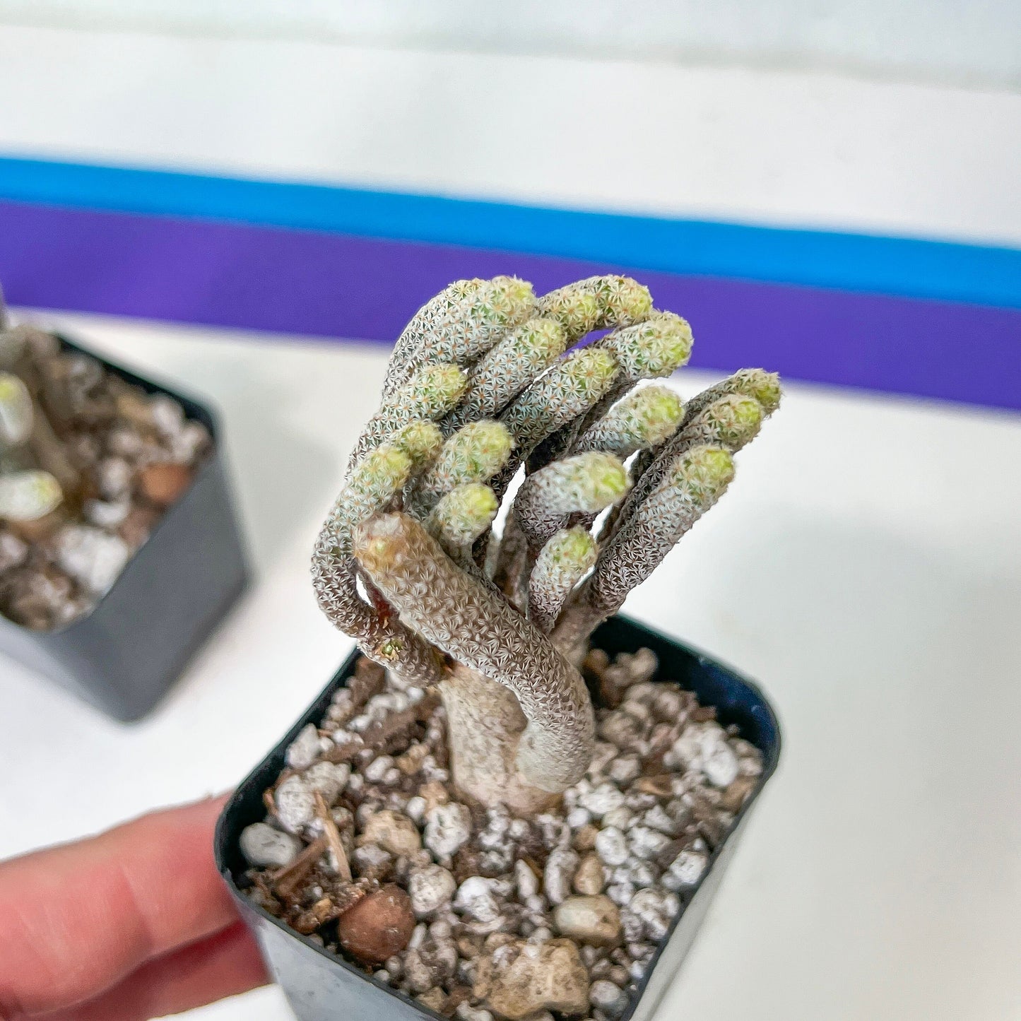 Cluster Krainzianus (#M4) | Rare Succulent Cactus | Imported