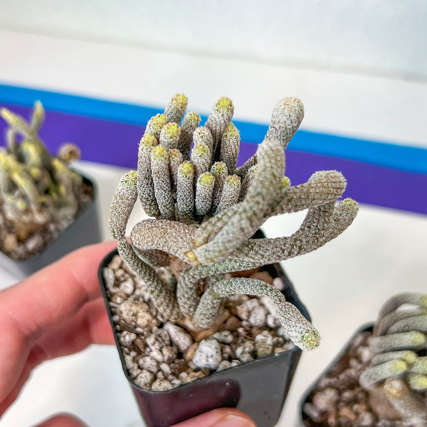 Cluster Krainzianus (#M4) | Rare Succulent Cactus | Imported