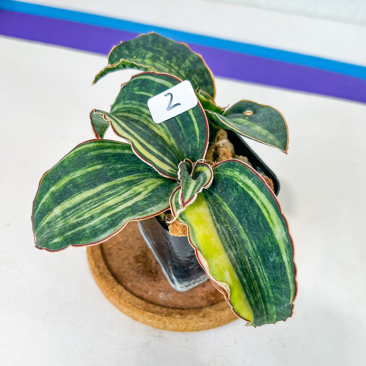 Sansevieria Macrophylla Variegated (#H22) | Air Purifier Plants | Easy Care Plants