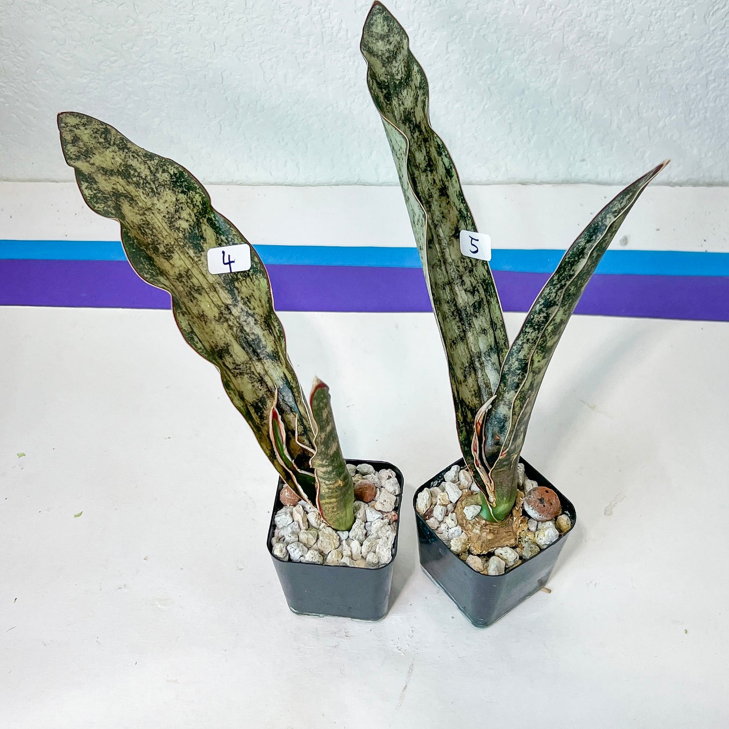 Sansevieria Kirkii Coppertone (#H13) | 2 inch Planter | Rare Imported Plants