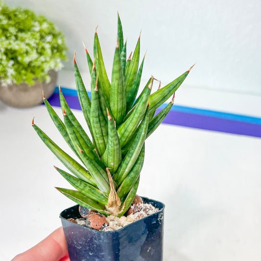 Sansevieria Francisii (#H8) | Snake Plant | Rare Imported Plants