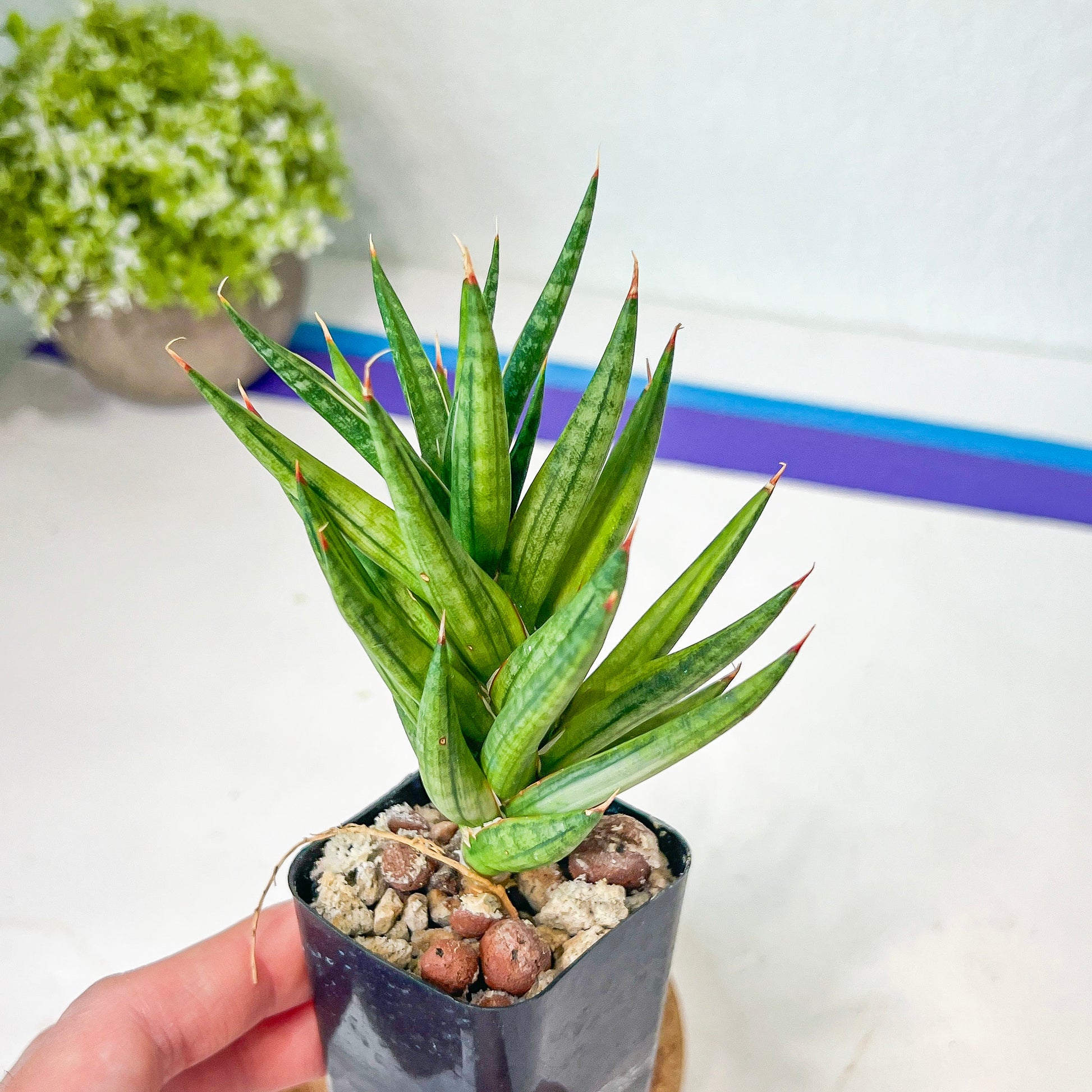 Sansevieria Francisii (#H8) | Snake Plant | Rare Imported Plants