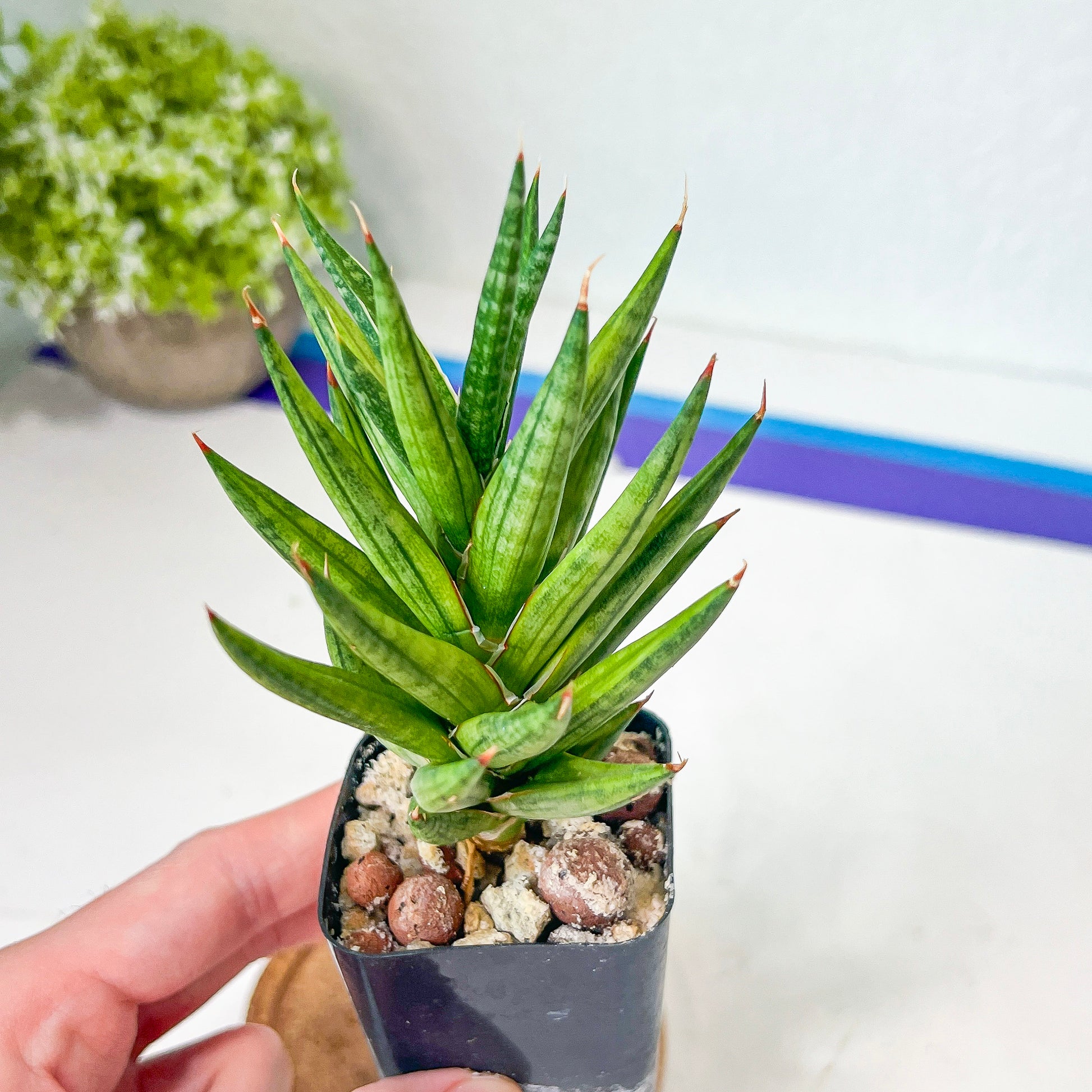 Sansevieria Francisii (#H8) | Snake Plant | Rare Imported Plants