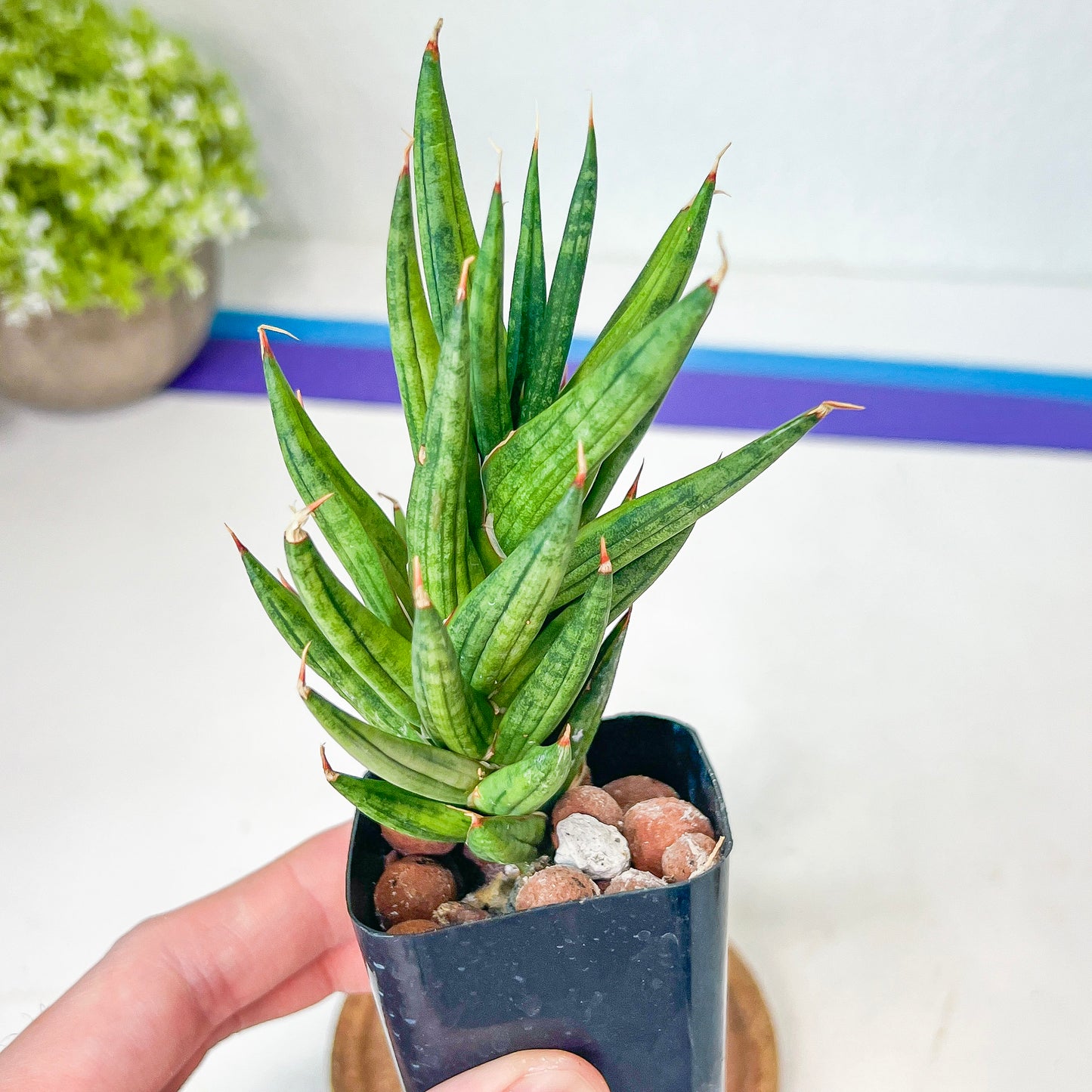 Sansevieria Francisii (#H8) | Snake Plant | Rare Imported Plants