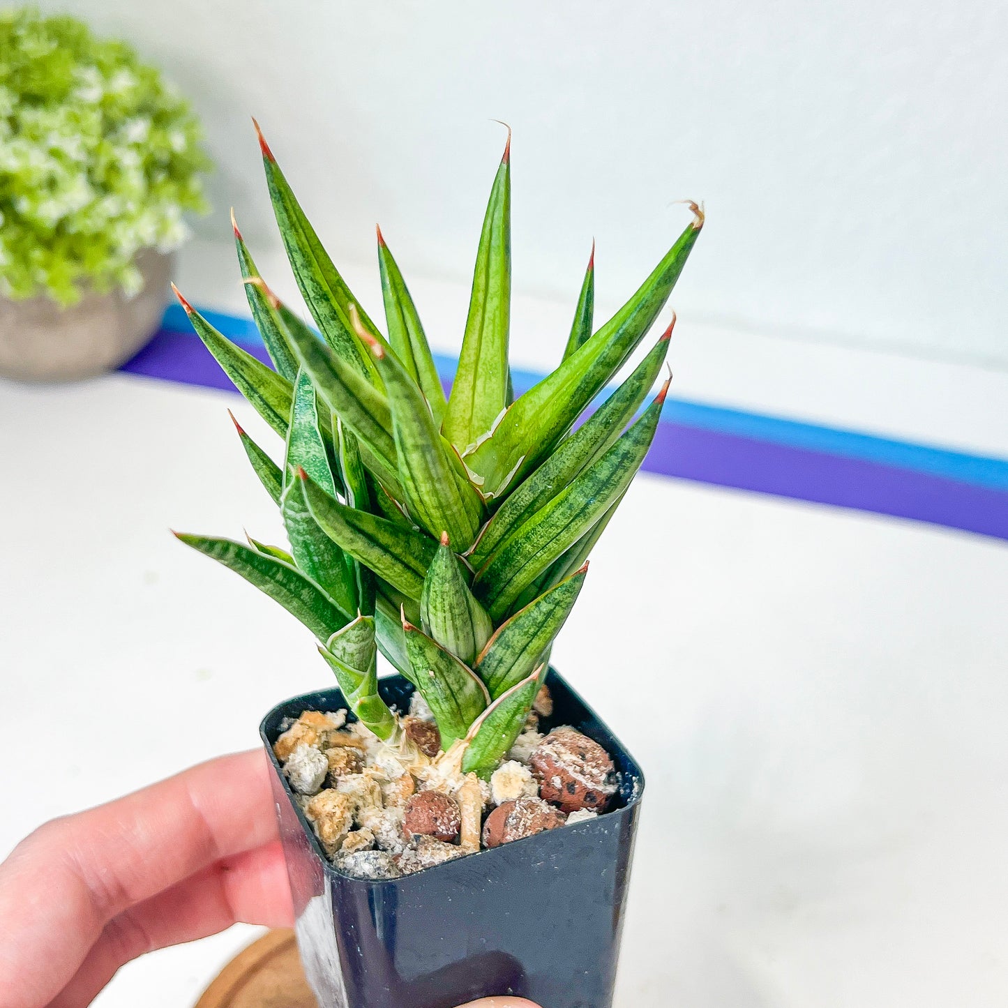 Sansevieria Francisii (#H8) | Snake Plant | Rare Imported Plants