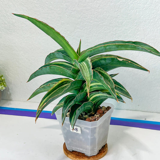 Sansevieria Variegated Blue Leaf