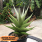 Sanseviera Milano (#A7) | Imported Plants | Rare Hybrid Species