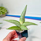 Sansevieria White Rhino (#RA2) | Imported House Plants | Indoor Snake plant