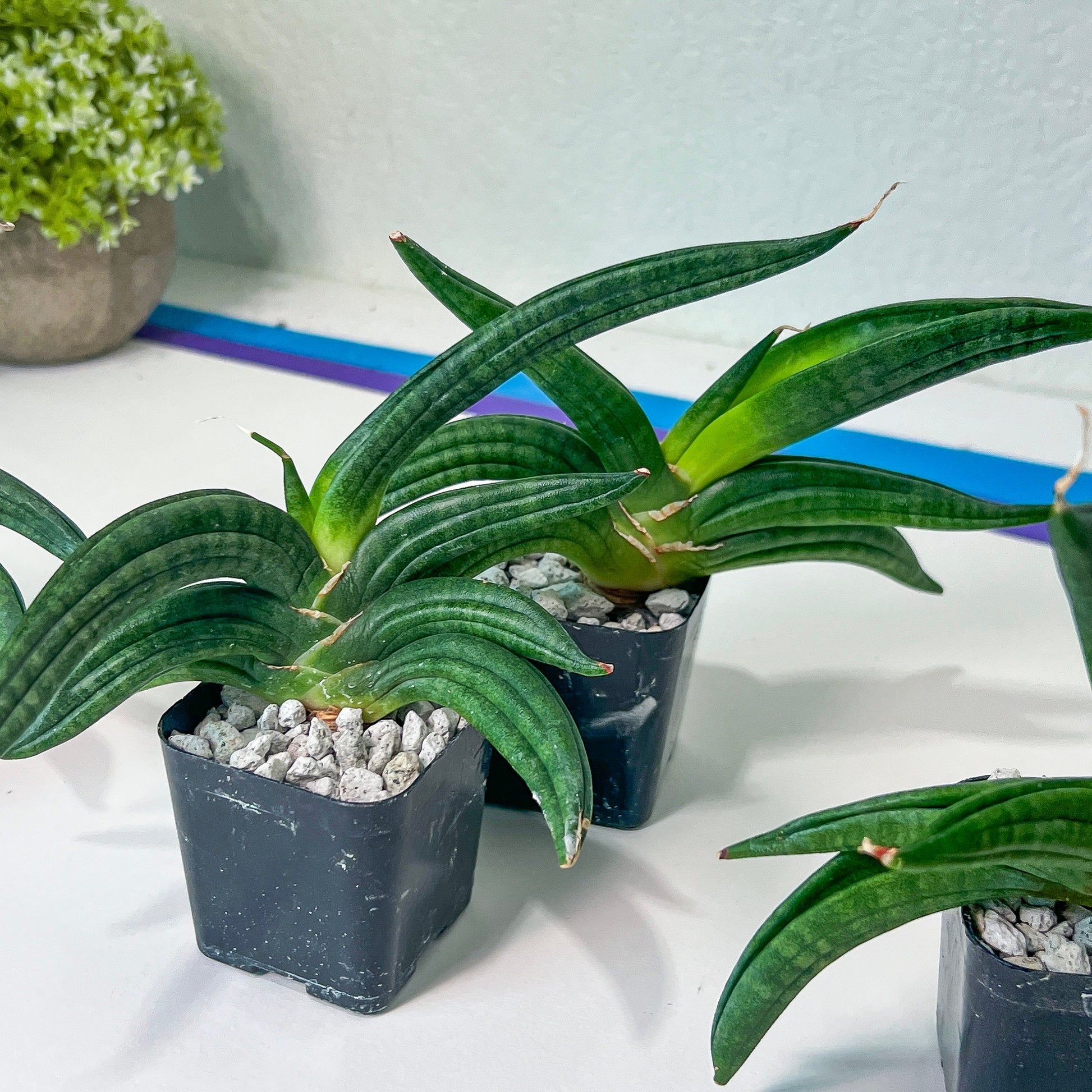 Sansevieria Green Patens (#RA3) | Imported House Plants | Indoor Snake plant