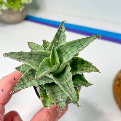Sansevieria Snow Flake (#RA2) | Imported Plants | Rare Hybrid Species