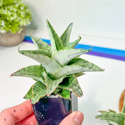 Sansevieria Snow Flake (#RA2) | Imported Plants | Rare Hybrid Species