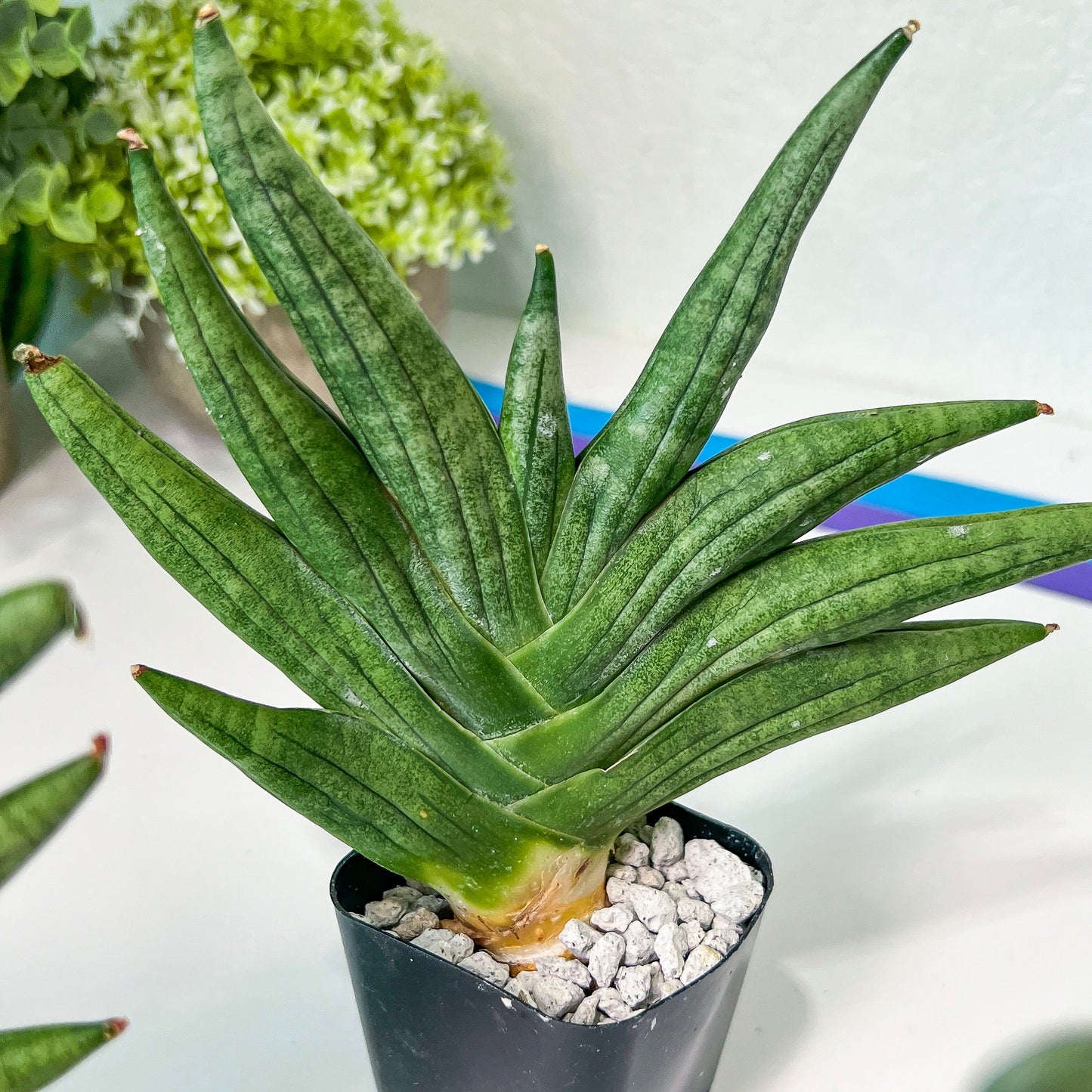 Sansevieria Chojai (#RA6) | Imported Snake plant | Succulents | 2" Pot