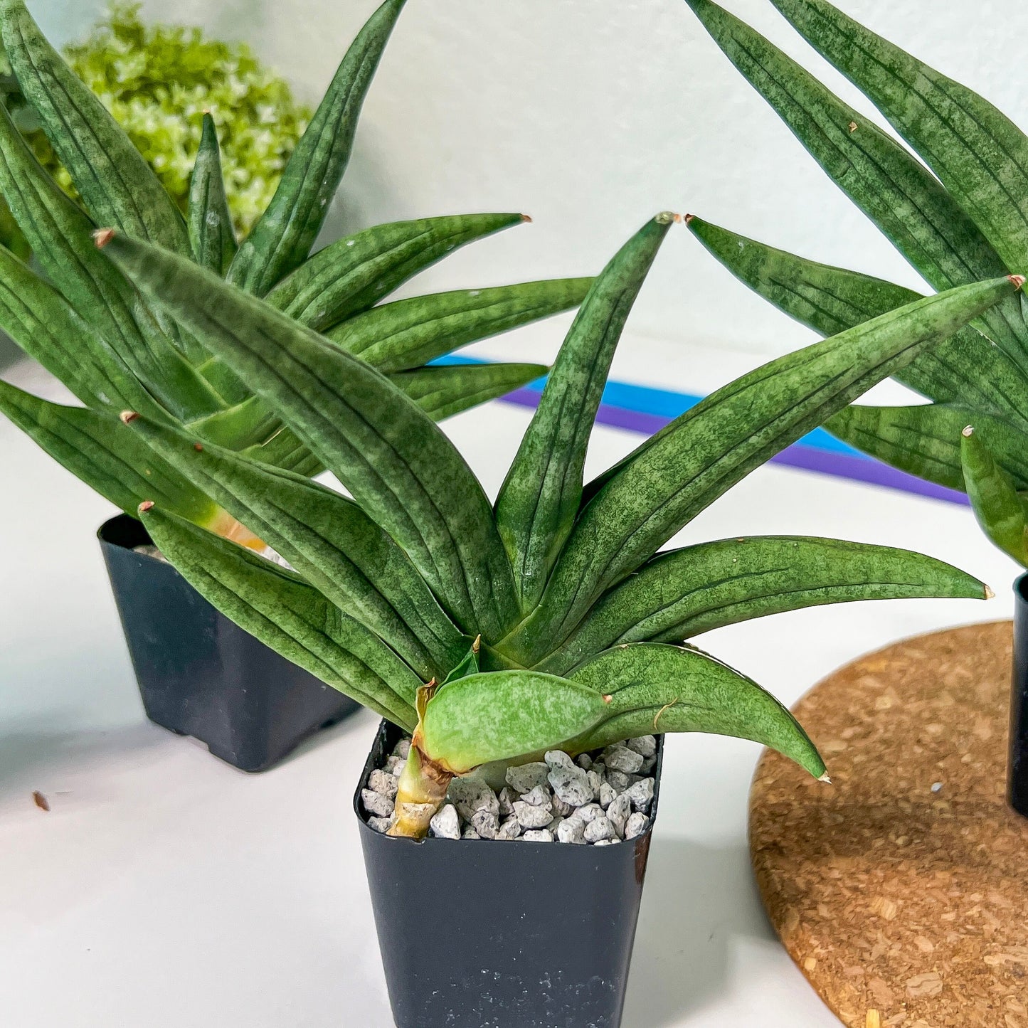 Sansevieria Chojai (#RA6) | Imported Snake plant | Succulents | 2" Pot