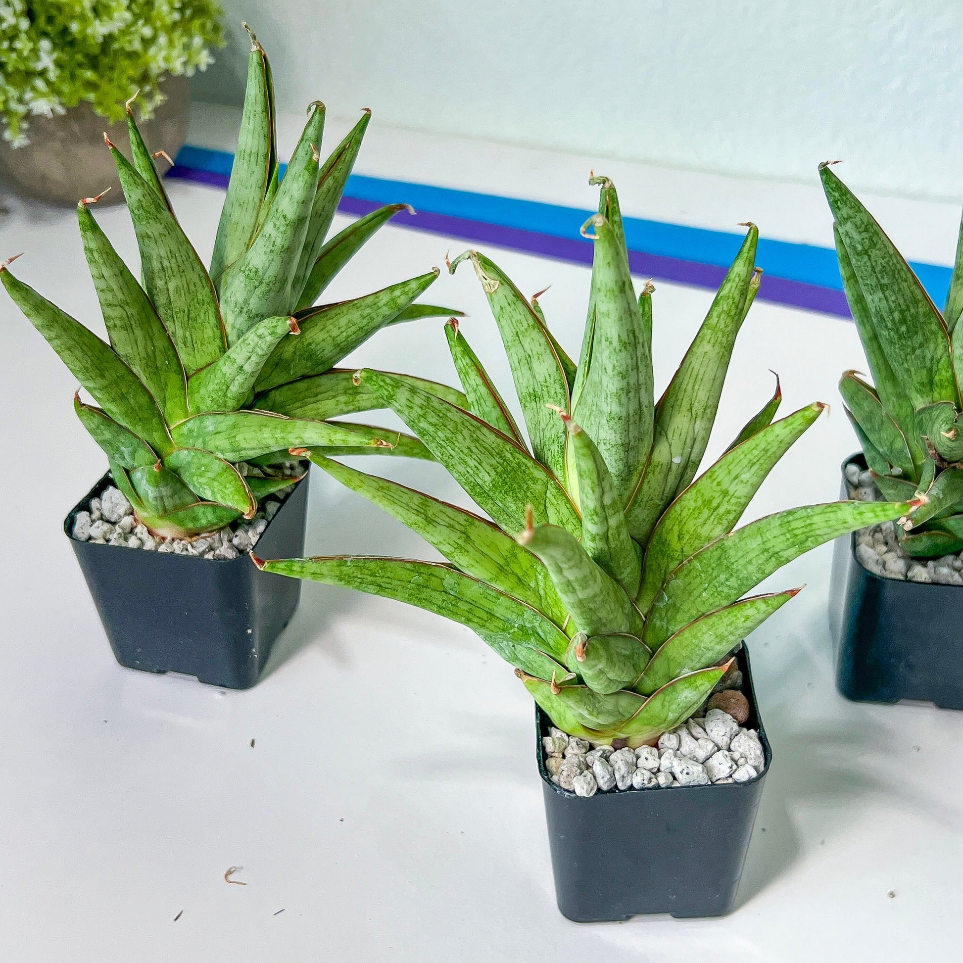 Sansevieria RockMan (#RA8) | Imported Snake plant