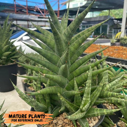 Sansevieria Prabu (xl2) (g) | Rare Snake Plant