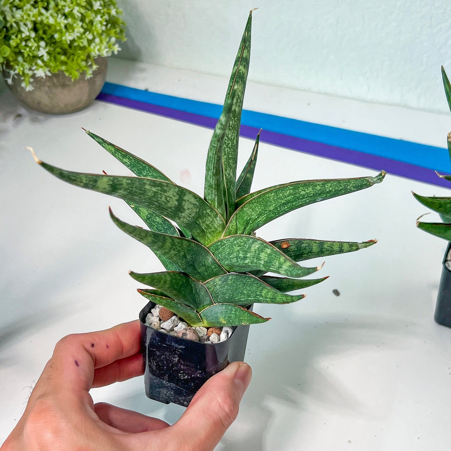 Sansevieria Plobo (#RA11) | Imported Snake plant | 2" Pot | Succulents