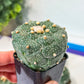 Kikko Astrophytum Cactus | Very Rare From Japan | succulent | In 2Inch planter