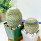Mammillaria Elegans Cactus | Round Cactus | Easy Care Cactus | 2.8Inch Planter
