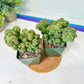 Cereus Peruvianus Ming Thing | Easy Care Cactus | 2.8Inch Planter