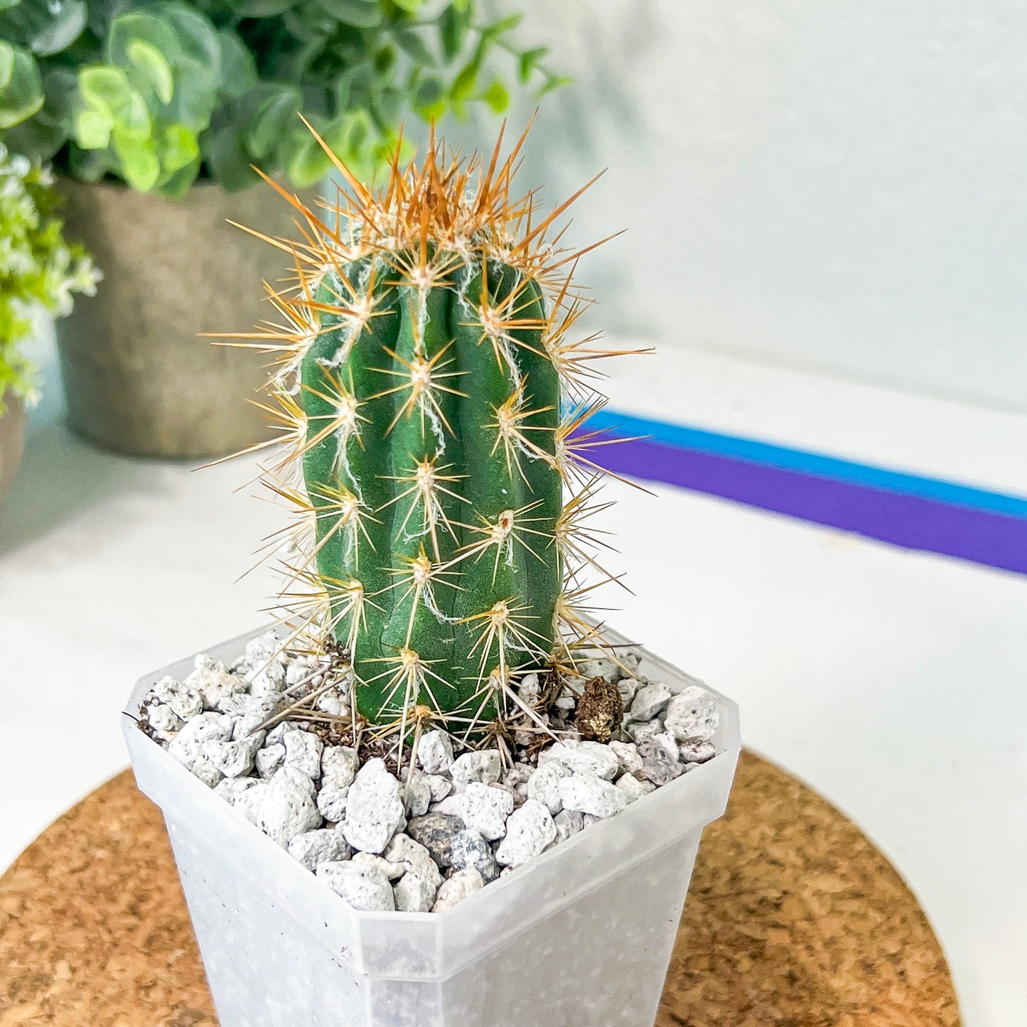 Xique Xique Gounellei Cactus(#P22) | Fluffy white hair Cactus | Hairy Cactus | 2.5 Inch Planter