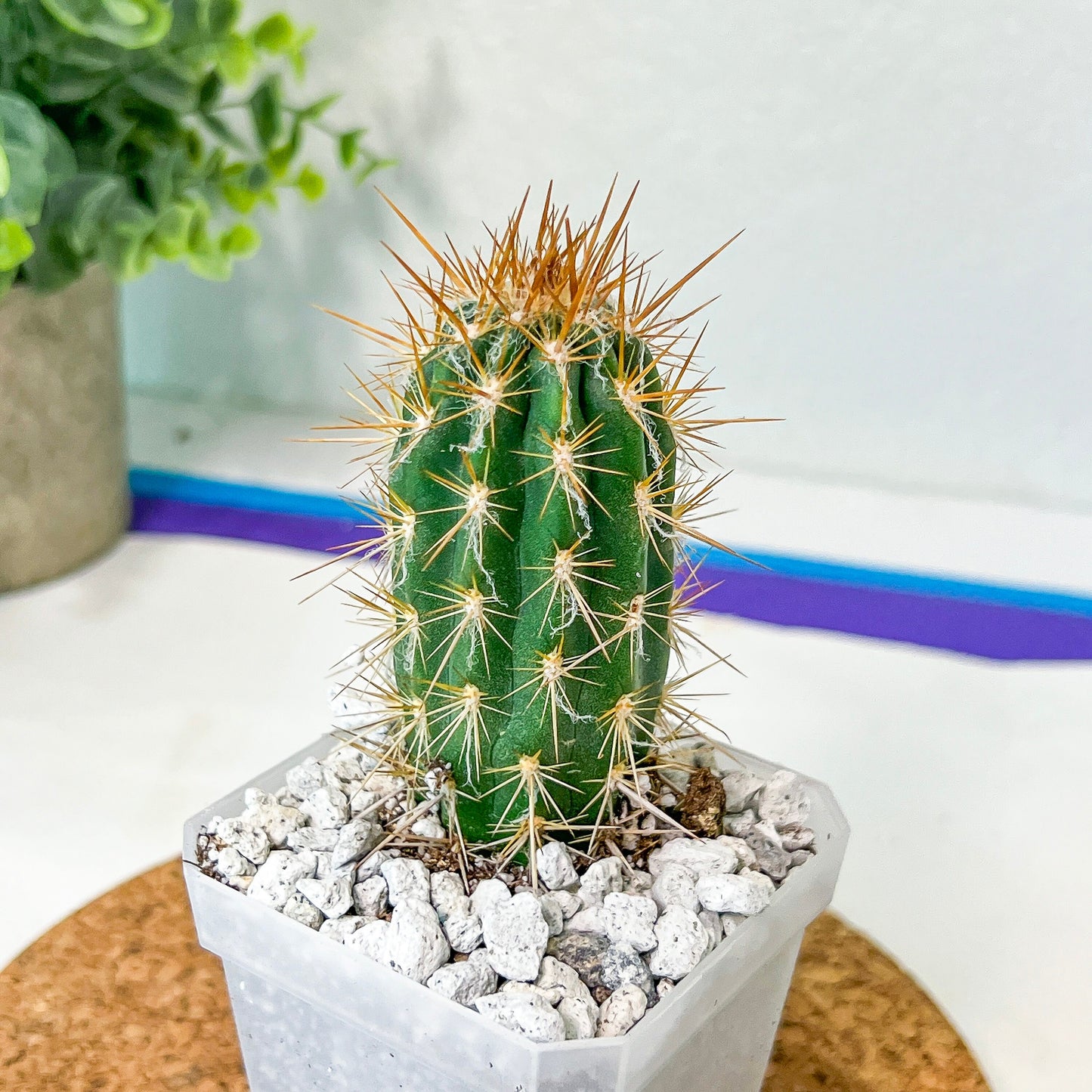 Xique Xique Gounellei Cactus(#P22) | Fluffy white hair Cactus | Hairy Cactus | 2.5 Inch Planter