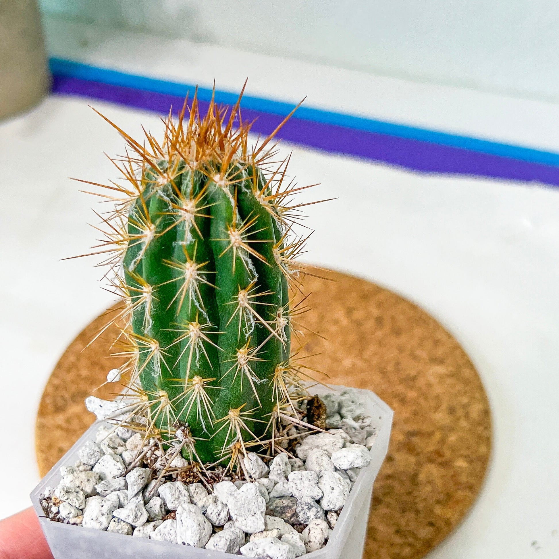 Xique Xique Gounellei Cactus(#P22) | Fluffy white hair Cactus | Hairy Cactus | 2.5 Inch Planter