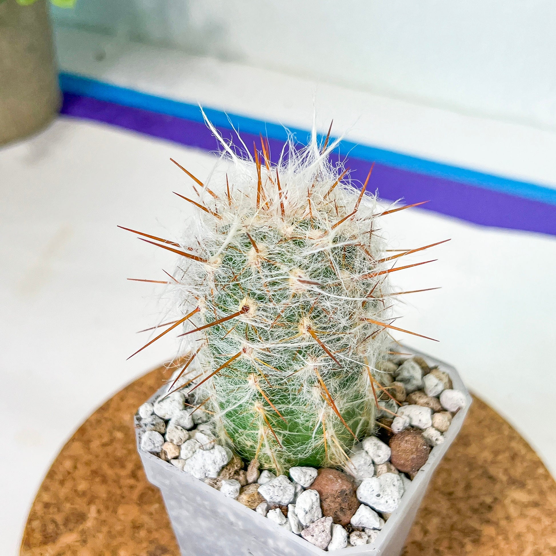 Oreocereus Trollii (#P24) | Fluffy white hair Cactus | Hairy Cactus | 2.5 Inch Planter