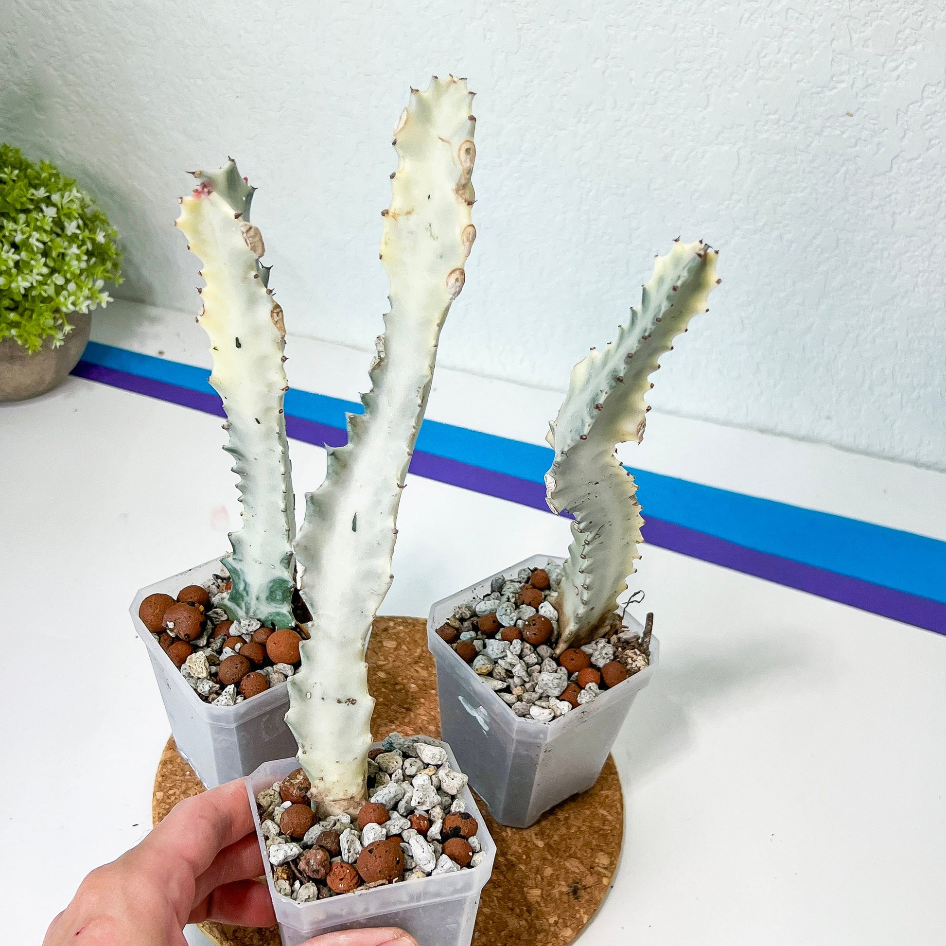 Ghost cactus (#M4) | White variegated Euphorb lactea | Indoor Plants